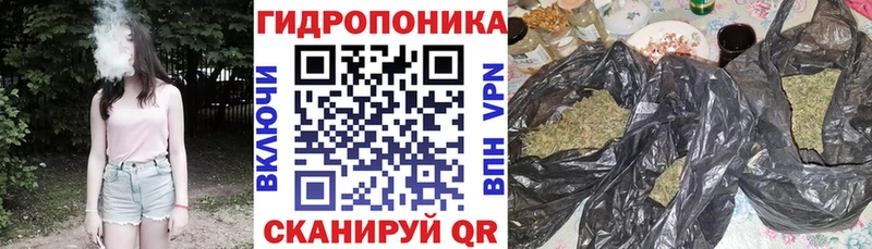 Бошки марихуана сатива Невель